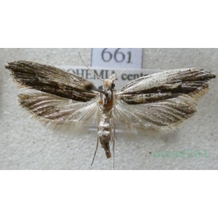 Ypsolopha scabrella (Linnaeus, 1761) Czech66i
